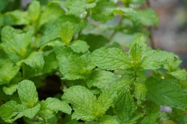 Nane bitkilerini kapatın.