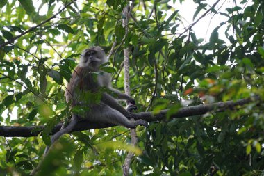 Ormandaki ağaçtaki maymun