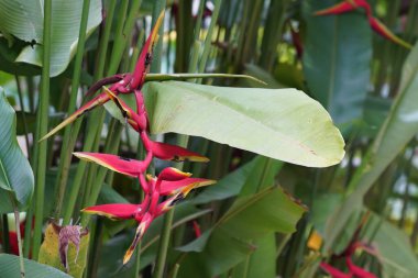 Parkta muz çiçeği 