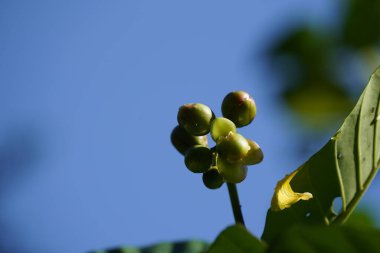 Ağaçtaki yeşil tomurcukları kapat 