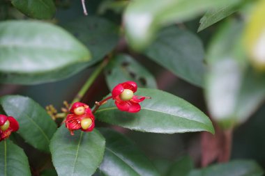 Bahçedeki güzel kırmızı çiçekler 