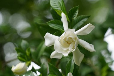 Bahçedeki güzel beyaz çiçekler 