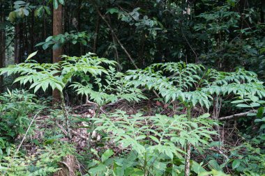 Güneşli bir günde güzel yeşil orman, doğa arka planı. 