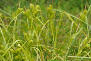 yeşil yapraklar, bitkiler ve yapraklar  