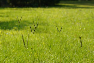 Bahçedeki yeşil çimenler 