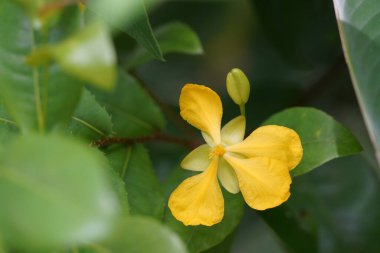 Bahçedeki güzel sarı çiçek 