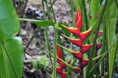 Bahçedeki güzel kırmızı çiçekler 