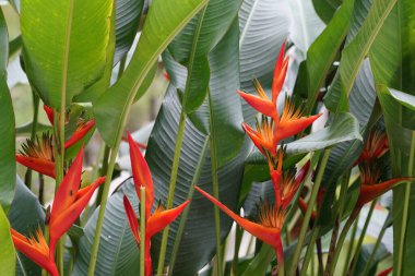 Bahçedeki güzel kırmızı çiçekler 