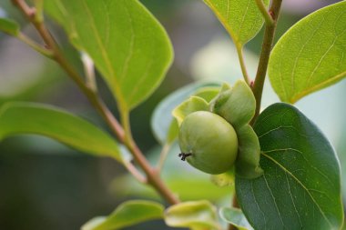 Ağaç dalında yeşil meyveler 