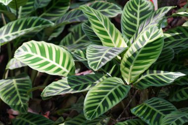 Bahçede yeşil yapraklar 