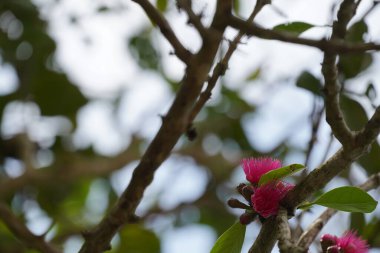 güzel pembe çiçekler ağaç dalında