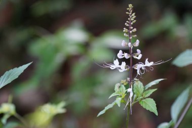 Bahçedeki güzel beyaz çiçekler 