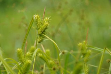 Çimlerde, çiçeklerde ve yapraklarda yeşil bitkiler 