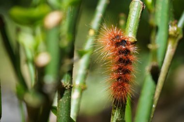 Caterpillar yeşil kök üzerinde