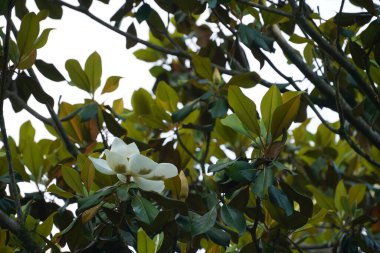 Manolya ağacının güzel botanik çekimi