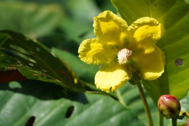 Bahçedeki güzel sarı çiçek 