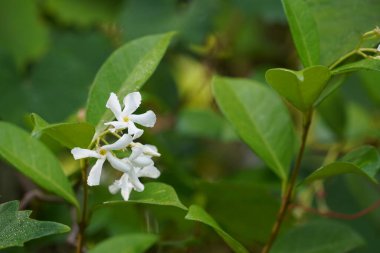 Bahçedeki güzel beyaz çiçekler 