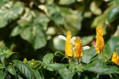 Bahçedeki güzel sarı çiçekler 