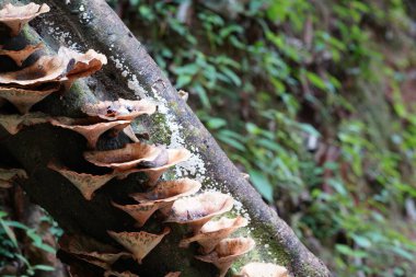 Ormandaki ağaç gövdesinde mantarlar 
