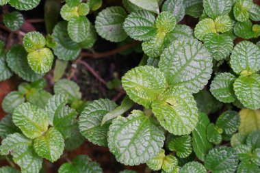 yeşil nane yaprakları