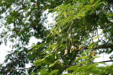Parlak yeşil yapraklar, bitkiler ve yapraklar. 