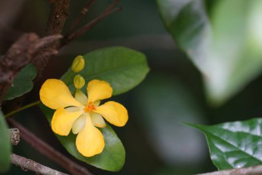 Bahçedeki güzel sarı çiçekler 