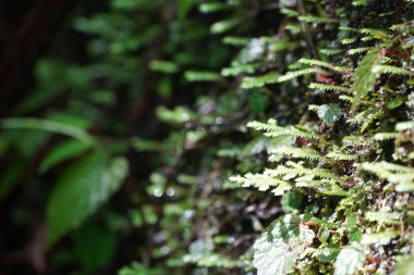 yeşil yapraklar, bitkiler ve yapraklar 