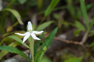 Yeşil yapraklı beyaz çiçek. 