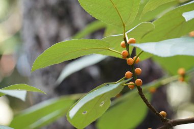 Ağaç dalında sarı meyveler 