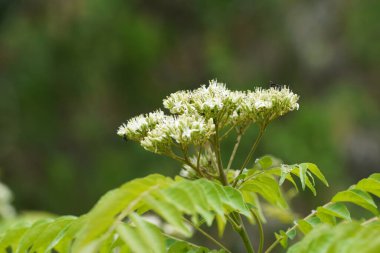 Bahçedeki güzel beyaz çiçekler 