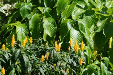 Bahçede yeşil bitkiler ve sarı çiçekler 