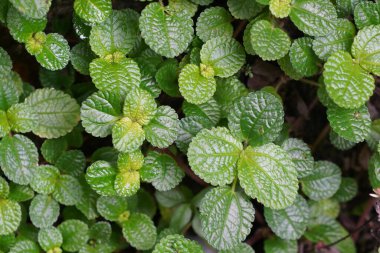 yeşil nane yaprakları