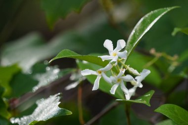 Bahçede beyaz çiçekler  