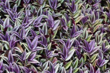 Mor yapraklı birçok bitki, yeşillik arkaplan