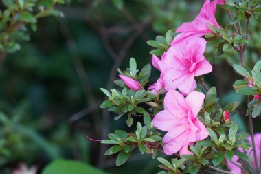 Bahçedeki güzel pembe çiçekler 