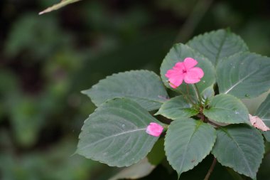 Bahçedeki güzel pembe çiçekler 