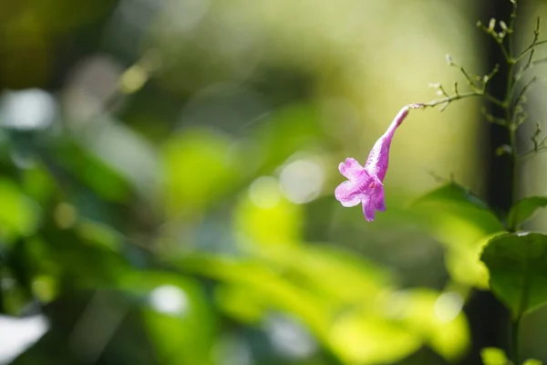 Mały Różowy Dziki Kwiat Zbliżenie — Zdjęcie stockowe