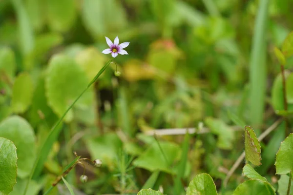 Mały Biały Dziki Kwiat Zbliżenie — Zdjęcie stockowe