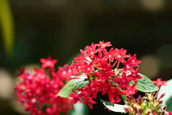 庭で育つ美しい赤い花のショットを閉じます — ストック写真