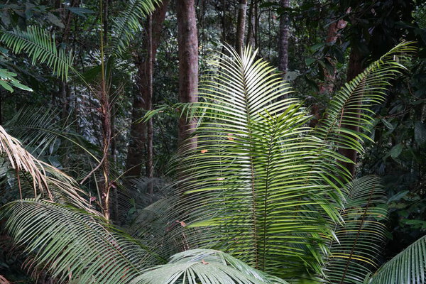 tropical rainforest landscape with lush vegetation