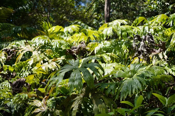 Trópusi Kert Zöld Növényekkel — Stock Fotó
