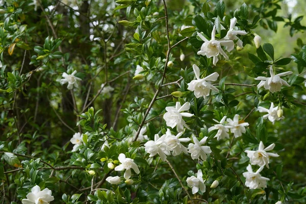 stock image beautiful white flowers in the garden 