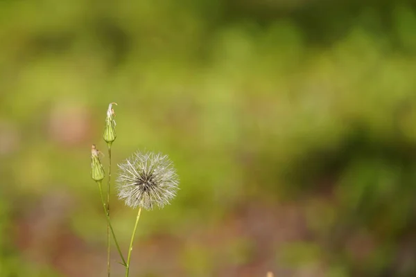 Красивый Цветок Одуванчика Саду — стоковое фото