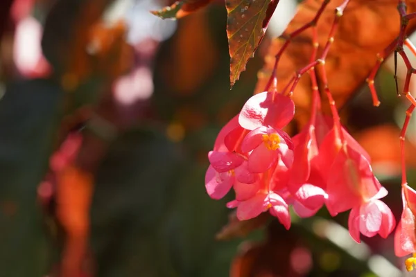 Крупным Планом Снимок Красивых Красных Цветов Растущих Саду — стоковое фото