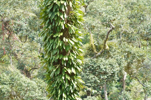 Tropik Ağaç Gövdesinde Yeşil Yapraklar — Stok fotoğraf