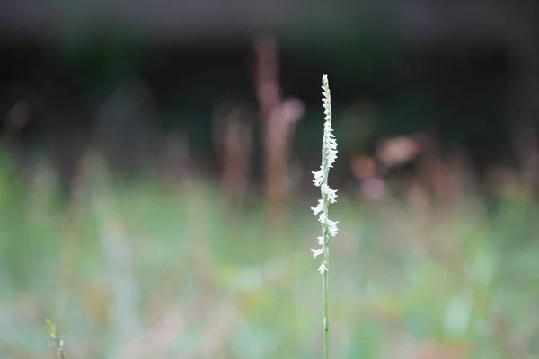 Small White Wildflowers Closeup — Stock Photo, Image