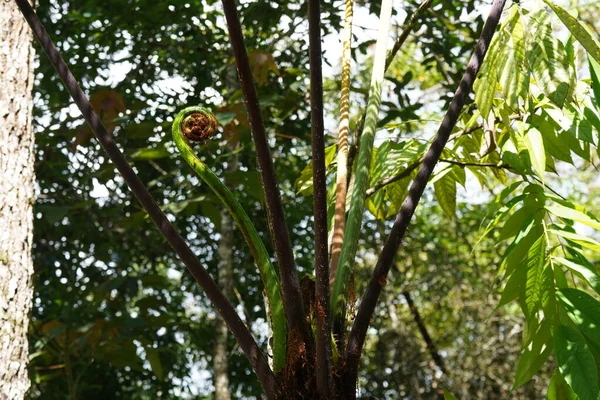 Buja Trópusi Növényzettel Esőerdő — Stock Fotó