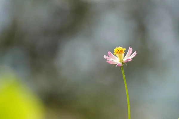 Mały Różowy Dziki Kwiat Zbliżenie — Zdjęcie stockowe