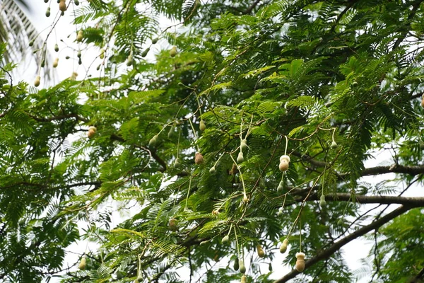 Zelené Listy Větev Stromu — Stock fotografie