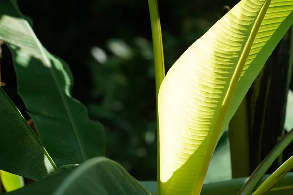 Bananenblatt Garten — Stockfoto